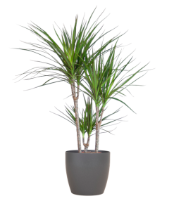 Dracaena Marginata mit Viber-Topf grau – 95 cm – Ø21