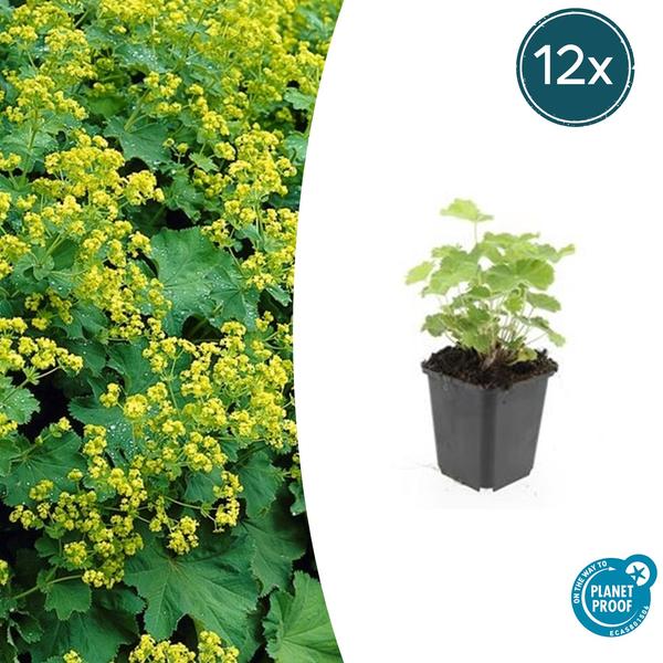 Alchemilla mollis – ↕10-25cm – Ø9cm – 12x