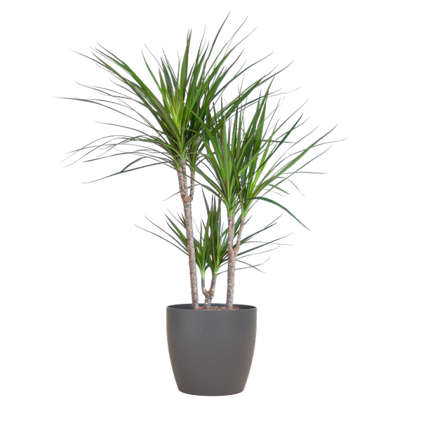 Dracaena Marginata mit Viber-Topf grau – 95 cm – Ø21