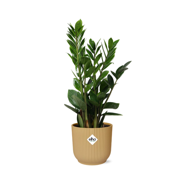 Zamioculcas – Hoogte 45-50 in ELHO Vibes Fold 14cm geel