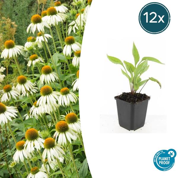 Echinacea p. ‚White Swan‘ – ↕10-25cm – Ø9cm – 12x