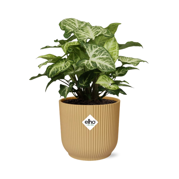 Syngonium Arrow in ELHO Vibes Fold 14cm geel