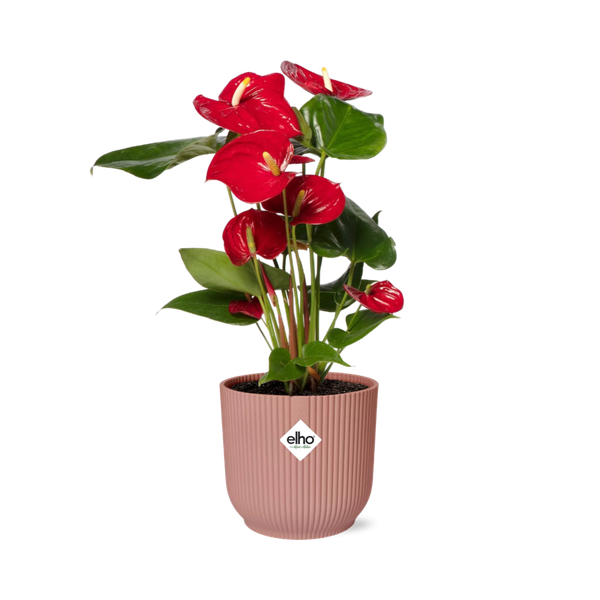 Anthurium Red 12cm in ELHO Vibes Fold 14cm roze