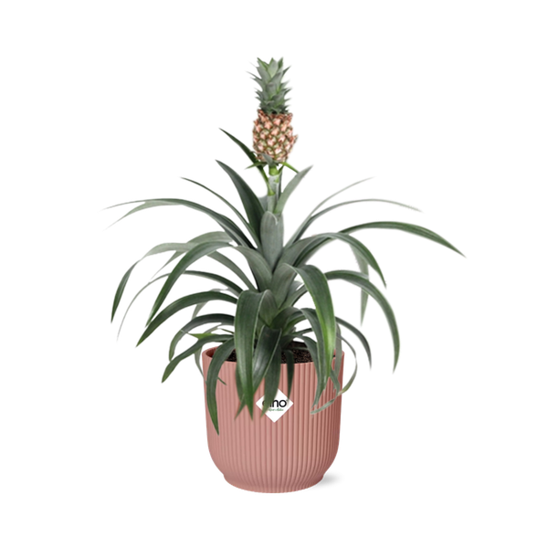 Ananas Mi Amigo in ELHO Vibes Fold 14cm roze