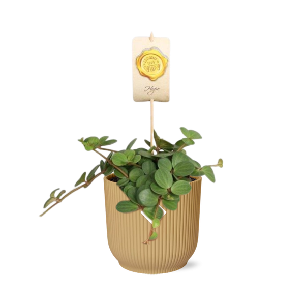 Peperomia ‘Hope’ in ELHO Vibes Fold 14cm geel