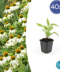 Echinacea p. ‚White Swan‘ – ↕10-25cm – Ø9cm – 40x