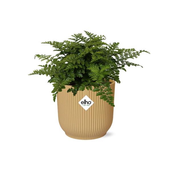 Asplenium Parvati in ELHO Vibes Fold 14cm geel