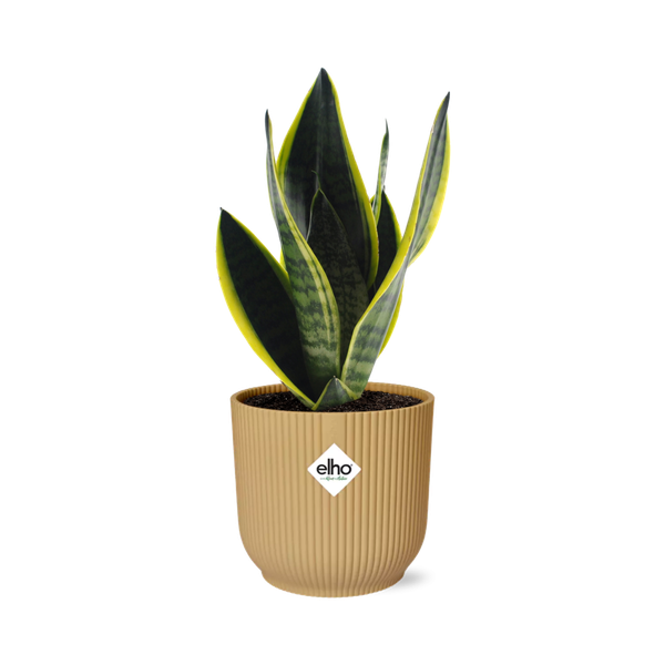 Sansevieria Futura Superba in ELHO Vibes Fold 14cm geel