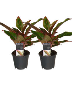 Aglaonema Crete – 2 Stücke – ø12 – ↕30cm