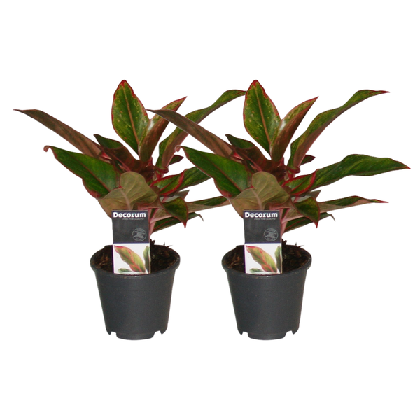 Aglaonema Crete – 2 Stücke – ø12 – ↕30cm