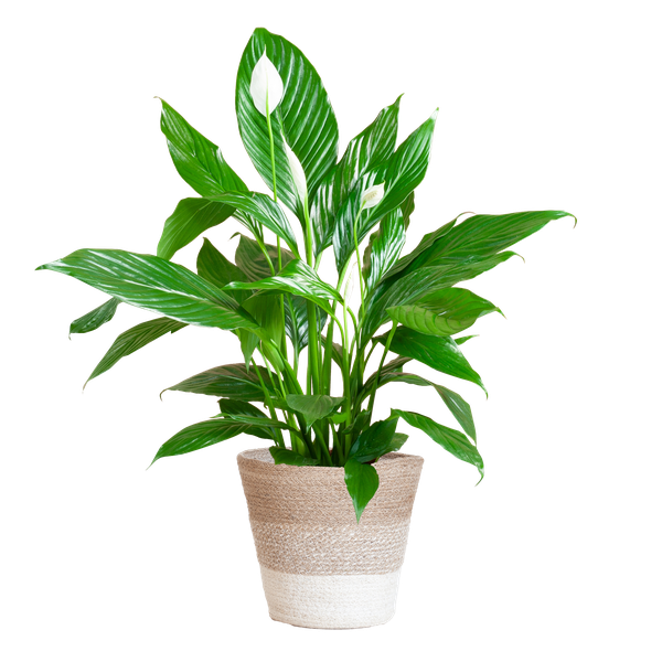 Spathiphyllum mit Korb Lissabon weiß – 80cm – Ø21