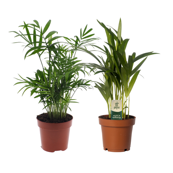 Dypsis lutescens/Chamadorea Duo – 2 stuks – Ø12cm – ↕40cm