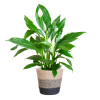 Spathiphyllum mit Korb Lissabon Schwarz – 80cm – Ø21