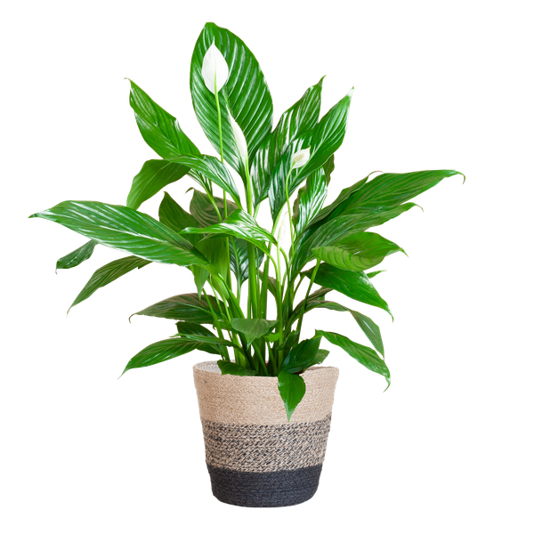 Spathiphyllum mit Korb Lissabon Schwarz – 80cm – Ø21