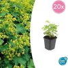 Alchemilla mollis – ↕10-25cm – Ø9cm – 20x