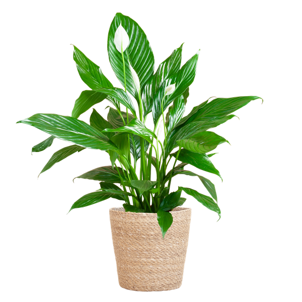 Spathiphyllum mit Korb Sofia natur – 80cm – Ø21