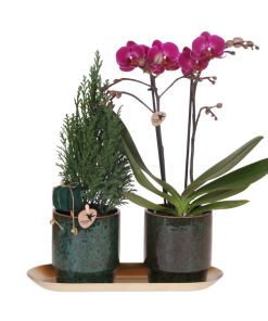 Kolibri Company | Pflanzenset Weihnachten | Lila Phalaenopsis Orchidee Morelia + Mini-Weihnachtsbaum inkl. Keramiktöpfe auf Tablett