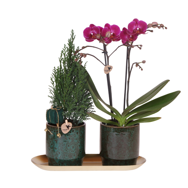 Kolibri Company | Pflanzenset Weihnachten | Lila Phalaenopsis Orchidee Morelia + Mini-Weihnachtsbaum inkl. Keramiktöpfe auf Tablett