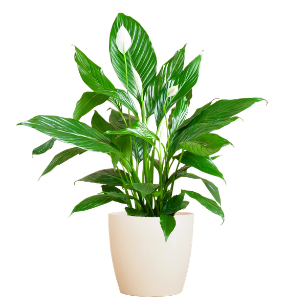 Spathiphyllum mit Viber weiß – 80 cm – Ø21