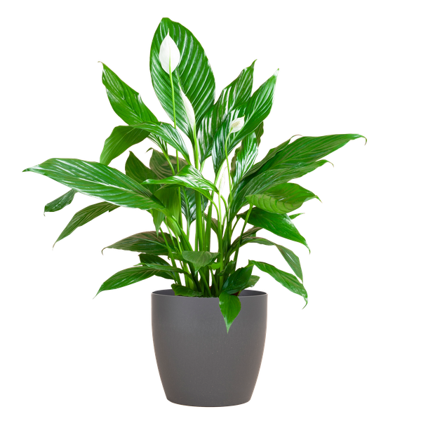 Spathiphyllum mit Viber grau – 80 cm – Ø21