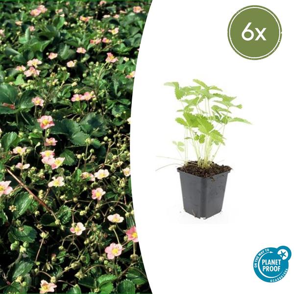 Fragaria vesca – ↕10-25cm – Ø9cm – 6x