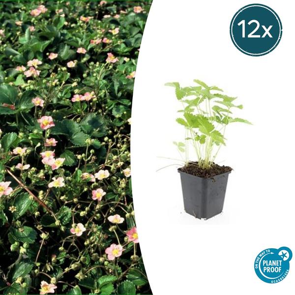 Fragaria vesca – ↕10-25cm – Ø9cm – 12x