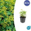 Alchemilla mollis – ↕10-25cm – Ø9cm – 40x