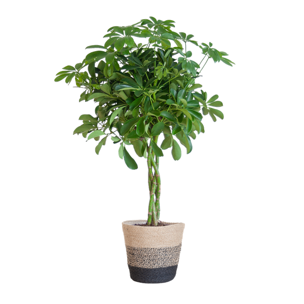 Schefflera Arab Nora mit Korb Lissabon Schwarz – 70cm – Ø21