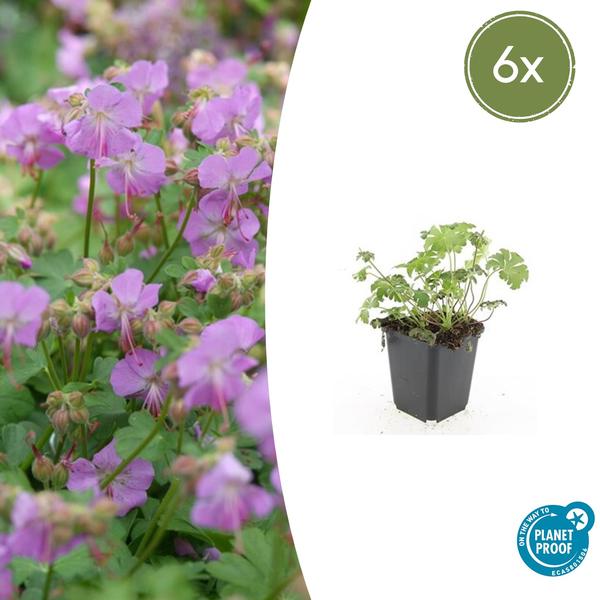 Geranium cant. ‚Cambridge‘ – ↕10-25cm – Ø9cm – 6x