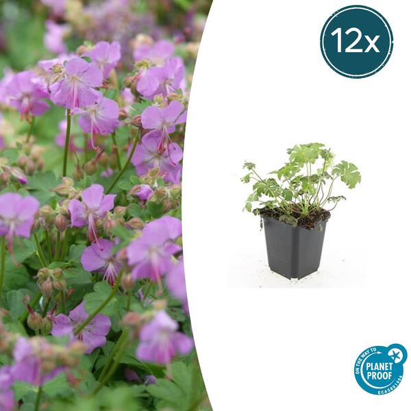 Geranium cant. ‚Cambridge‘ – ↕10-25cm – Ø9cm – 12x