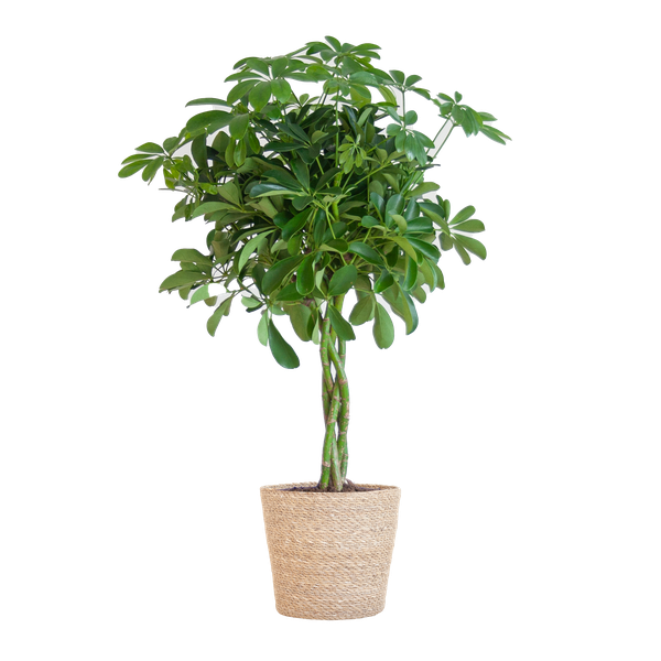 Schefflera Arab Nora mit Korb Sofia natur – 70cm – Ø21