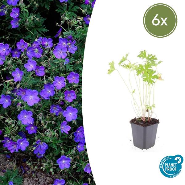 Geranium ‚Johnson’s Blue‘ – ↕10-25cm – Ø9cm – 6x