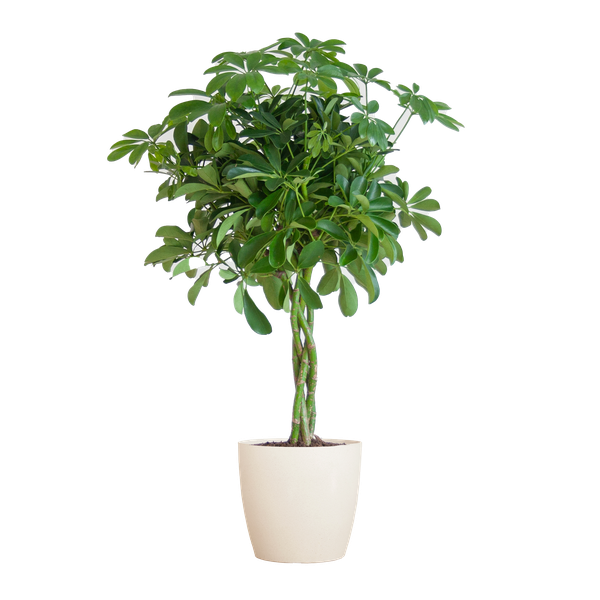 Schefflera Arab Nora mit Viber weiß – 70 cm – Ø21