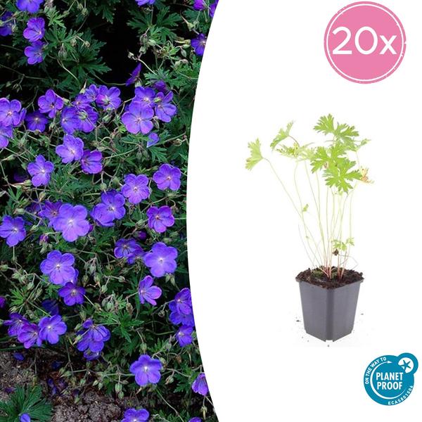 Geranium ‚Johnson’s Blue‘ – ↕10-25cm – Ø9cm – 20x