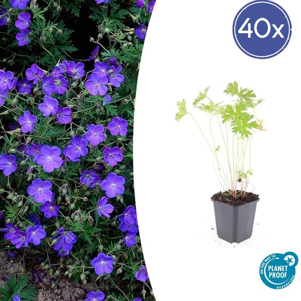 Geranium ‚Johnson’s Blue‘ – ↕10-25cm – Ø9cm – 40x