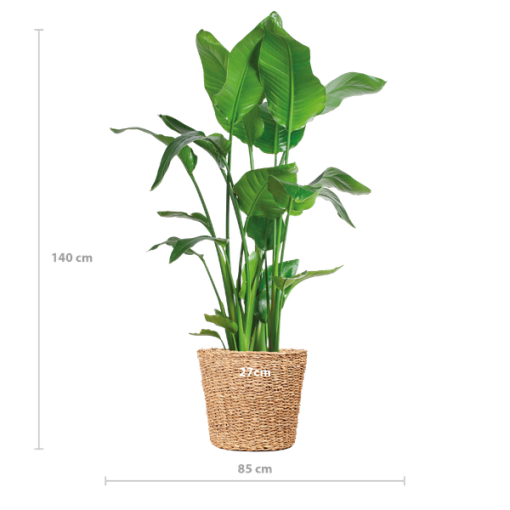 Strelitzia Nicolai XL mit Torun-Korb – 140 cm – Ø27 – Bild 2