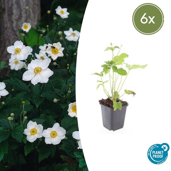 Anemone hyb. ‚Honorine Jobert‘ – ↕10-25cm – Ø9cm – 6x