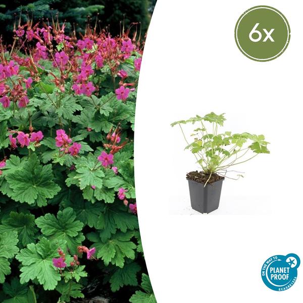 Geranium macr. ‚Czakor‘ – ↕10-25cm – Ø9cm – 6x