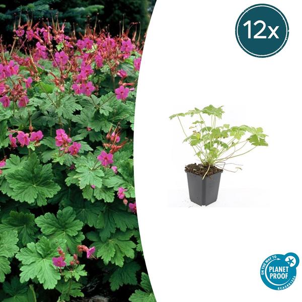 Geranium macr. ‚Czakor‘ – ↕10-25cm – Ø9cm – 12x