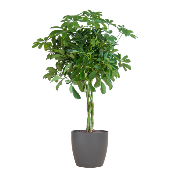 Schefflera Arab Nora mit Viber grau – 70 cm – Ø21