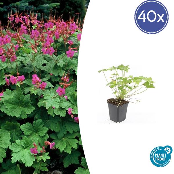 Geranium macr. ‚Czakor‘ – ↕10-25cm – Ø9cm – 40x