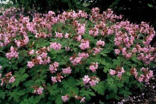 Geranium macr. 'Ingwersen's Var.' - ↕10-25cm - Ø9cm - 12x – Bild 6