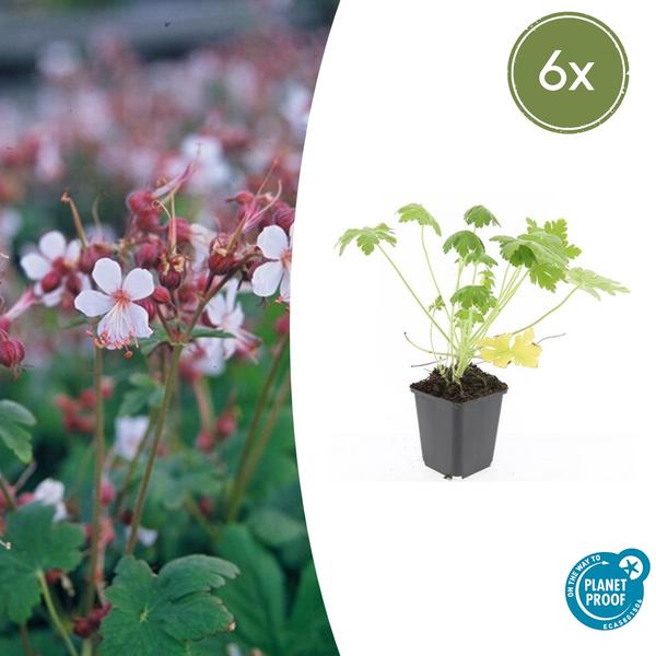 Geranium macr. ‚Spessart‘ – ↕10-25cm – Ø9cm – 6x