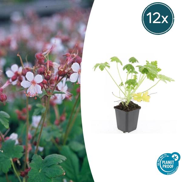 Geranium macr. ‚Spessart‘ – ↕10-25cm – Ø9cm – 12x