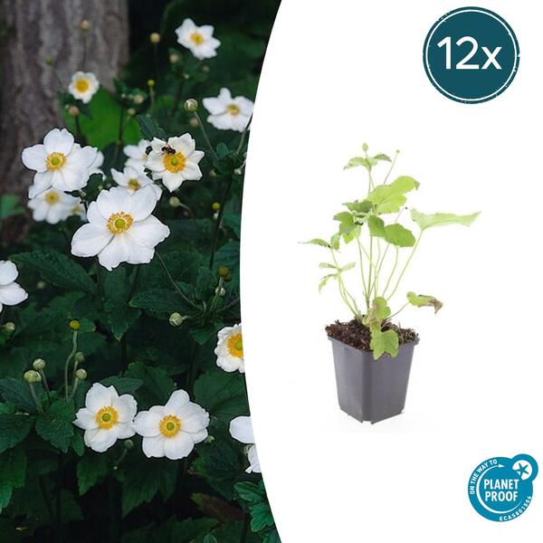 Anemone hyb. ‚Honorine Jobert‘ – ↕10-25cm – Ø9cm – 12x