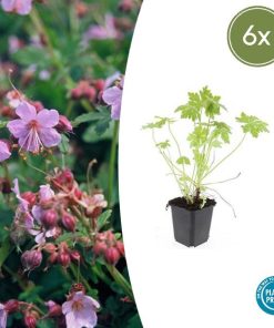 Geranium macrorrhizum – ↕10-25cm – Ø9cm – 6x