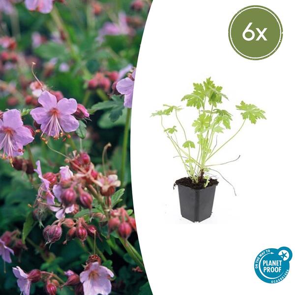 Geranium macrorrhizum – ↕10-25cm – Ø9cm – 6x