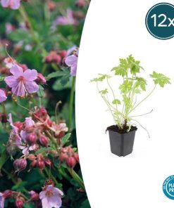 Geranium macrorrhizum – ↕10-25cm – Ø9cm – 12x