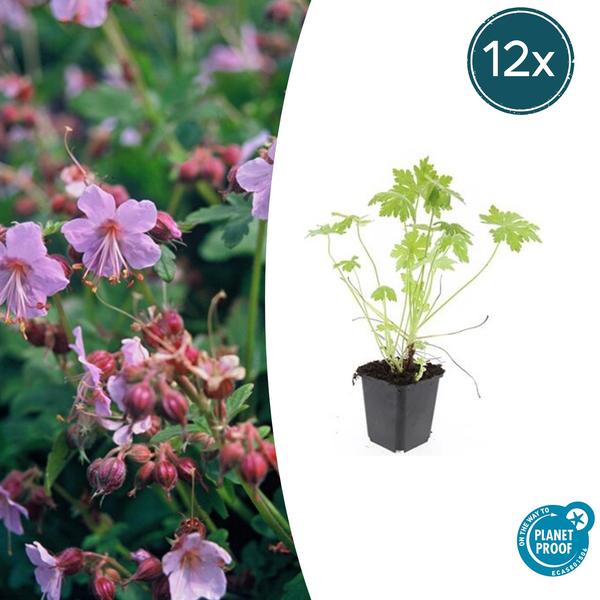 Geranium macrorrhizum – ↕10-25cm – Ø9cm – 12x