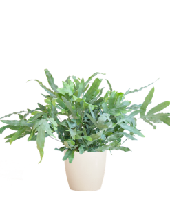 Phlebodium Aureum ‚Blue Star‘ mit Viber weiß – 40cm – Ø17